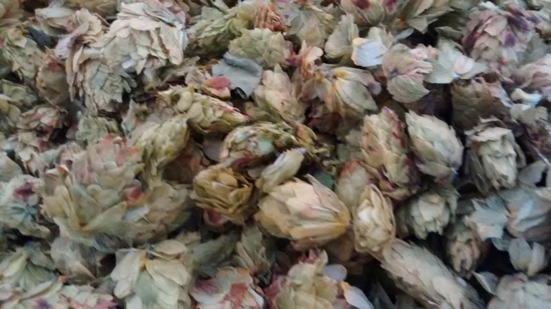 A bin of hops, grown on Mike Barker’s Alna farm. MORGAN CALLAN ROGERS/News Contributor