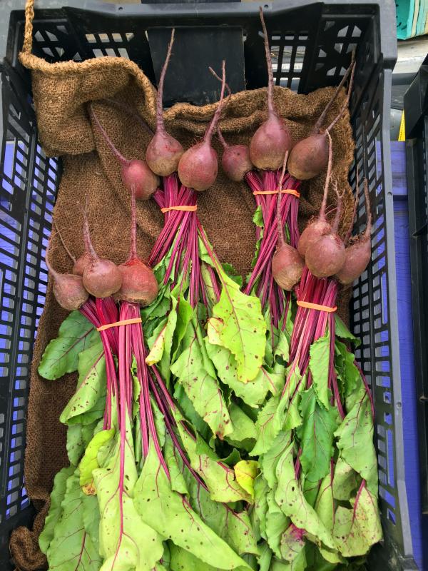 Beets. SUZI THAYER/Boothbay Register