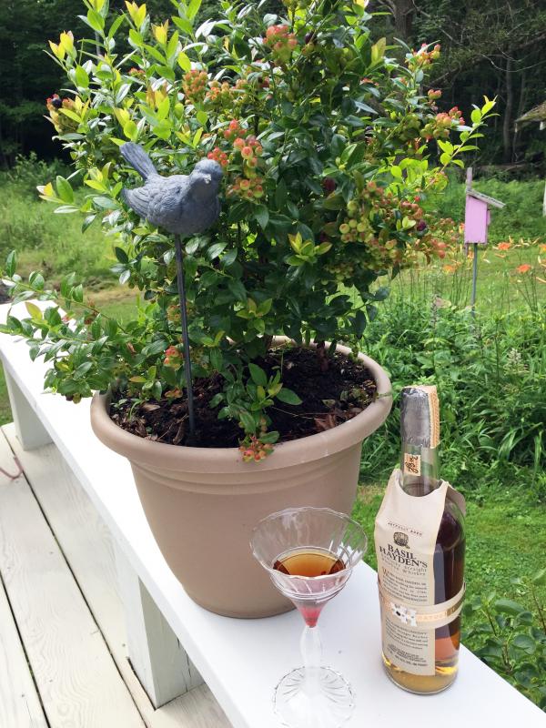 My new blueberry bush, and a manhattan made with my new favorite bourbon, Basil Hayden’s. Thank you John Suczynski. SUZI THAYER/Boothbay Register