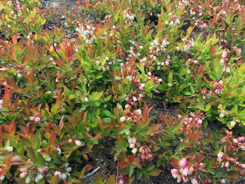 We’ll be pilfering these not yet ripe blueberries, soon. SUZI THAYER/Boothbay Register