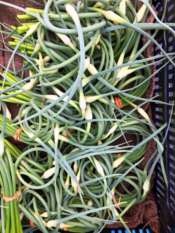 Garlic scapes at Dharma Farm’s stand at the Boothbay Farmers’ Market on July 6. SUZI THAYER/Boothbay Register