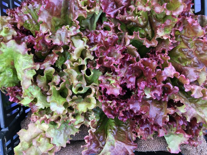 Lettuce at Dharma Farm’s stand at the Boothbay Farmers’ Market on July 6. SUZI THAYER/Boothbay Register