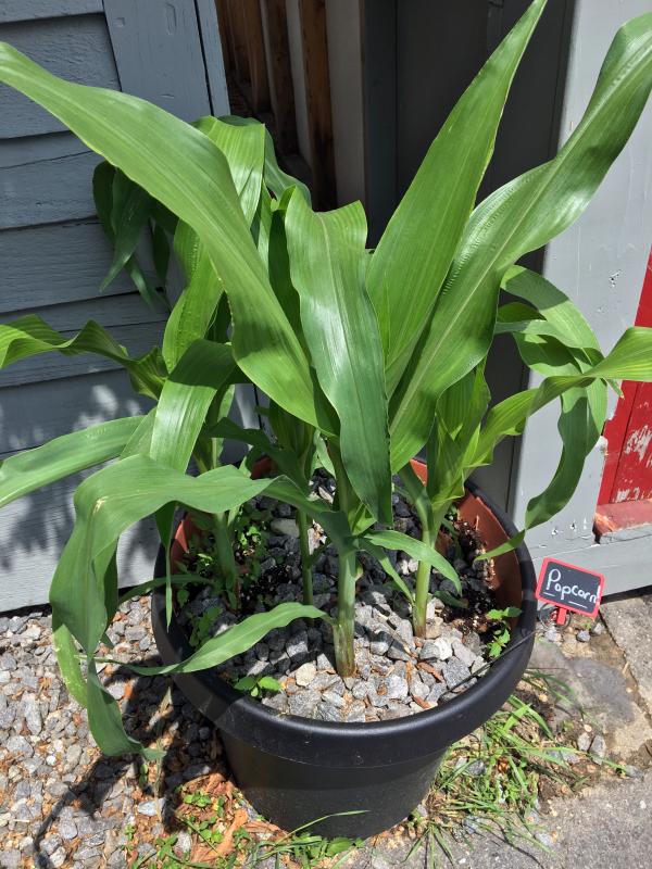 A mushroom popcorn plant outside the popcorn shop. SUZI THAYER/Boothbay Register