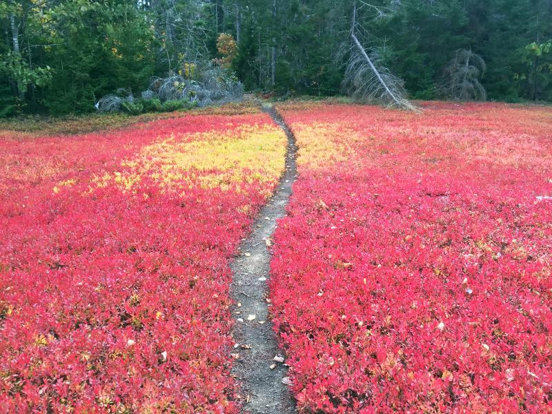 A well-worn, friendly path through the blueberry field. Been there for as long as I can remember. SUZI THAYER/Boothbay Register