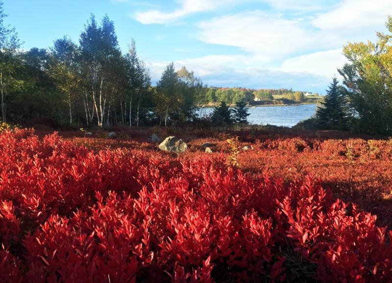 The blueberry field in the fall. SUZI THAYER/Boothbay Register