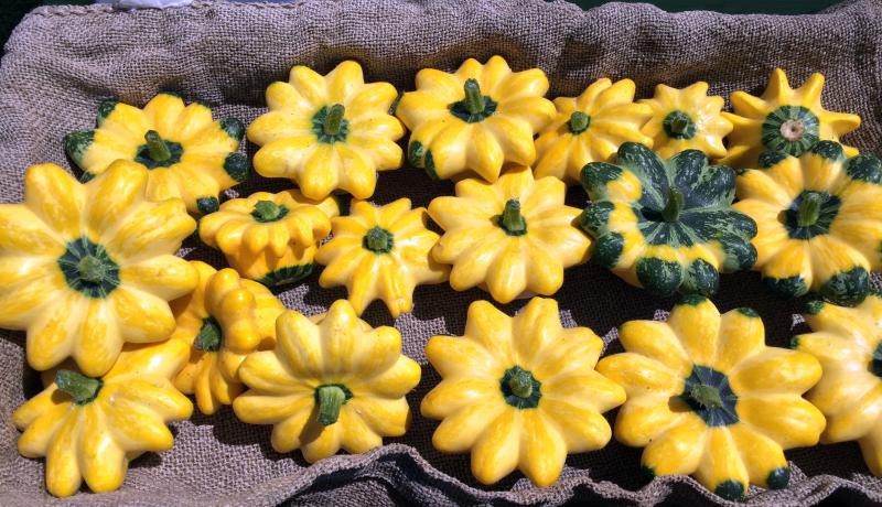 Flying saucer, or pattypan squash at Dharma Farm’s stand at the Boothbay Farmers’ Market on July 6. SUZI THAYER/Boothbay Register
