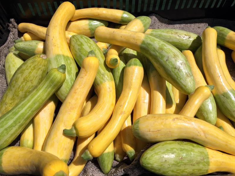 Zepher squash. SUZI THAYER/Boothbay Register