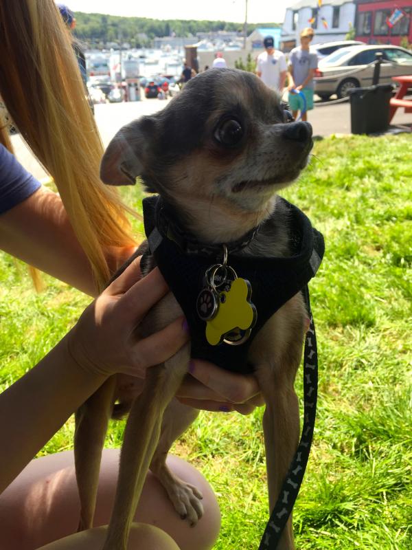This little guy from New York was featured on some of the posters in promotion of the 2017 Mutt Scrub. JOSEPH CHARPENTIER/Boothbay Register
