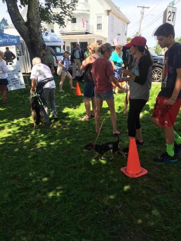 Doggy musical chairs at the Mutt Scrub. JOSEPH CHARPENTIER/Boothbay Register