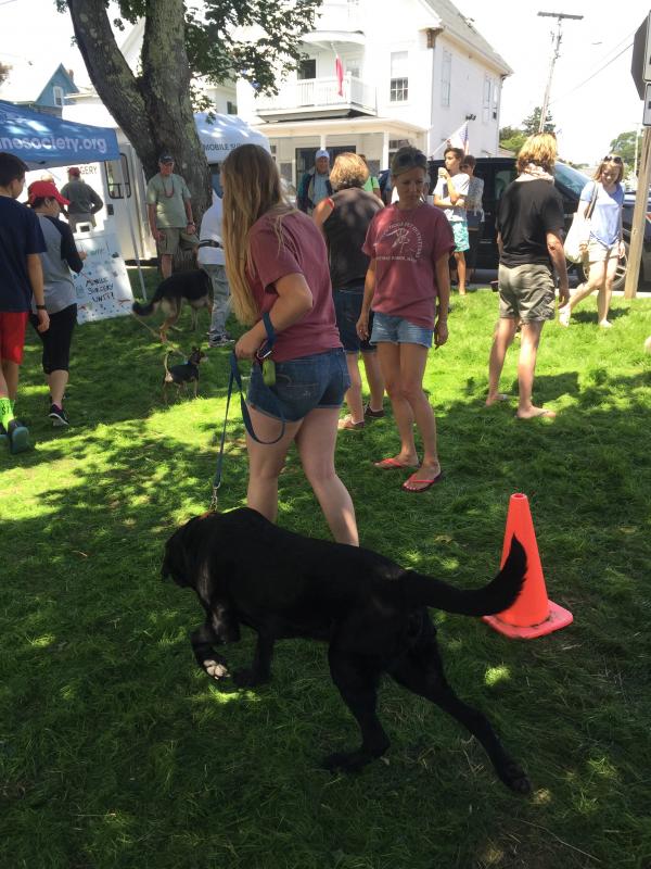 Doggy musical chairs at the Mutt Scrub. JOSEPH CHARPENTIER/Boothbay Register