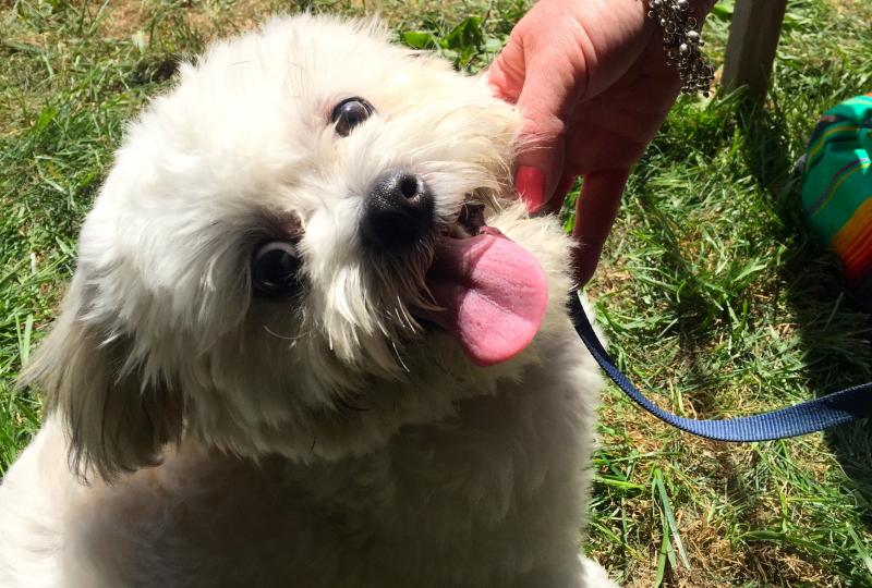 Annual Mutt Scrub. JOSEPH CHARPENTIER/Boothbay Register