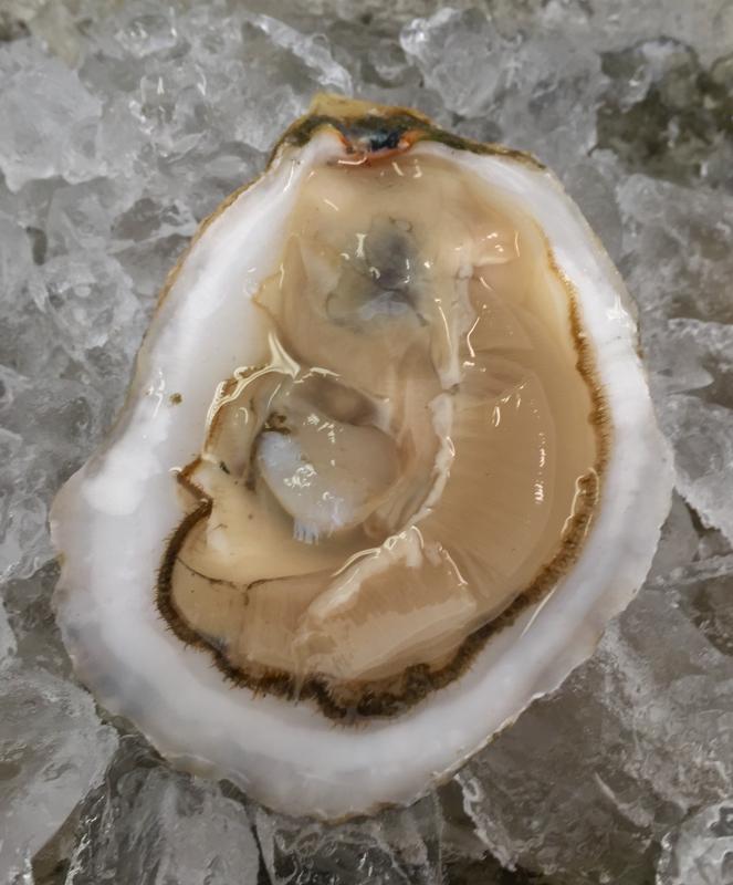 One of the fresh local oysters offered by River Bottom Raw Bar. SUZI THAYER/Boothbay Register