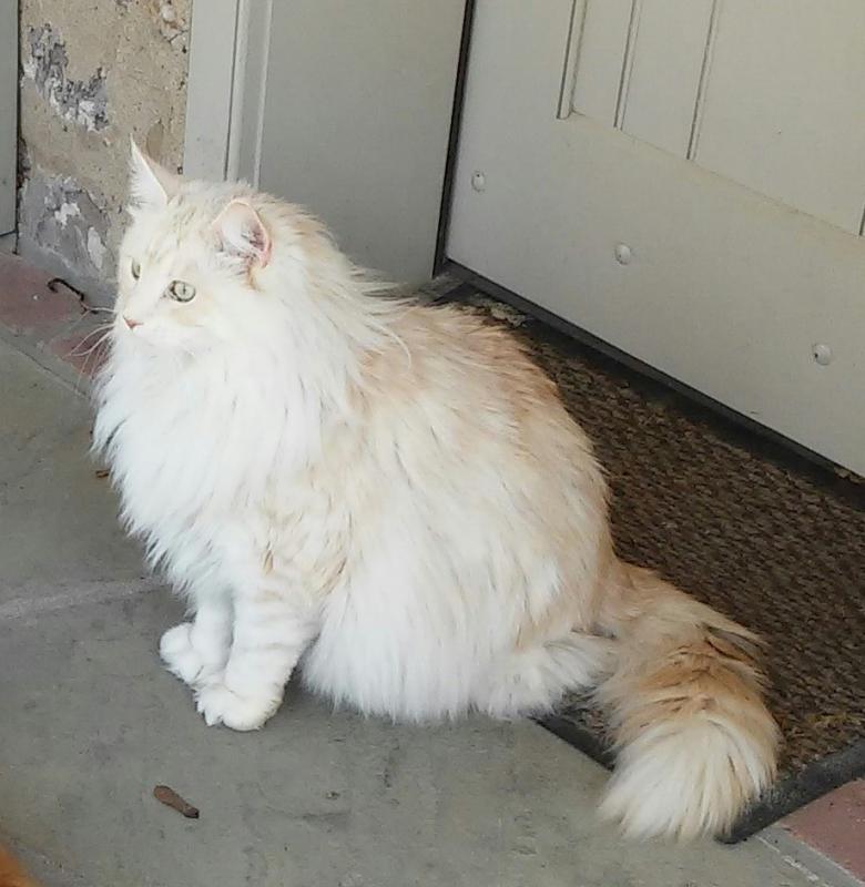 Prosper in full fur. Courtesy of Susan Fridy