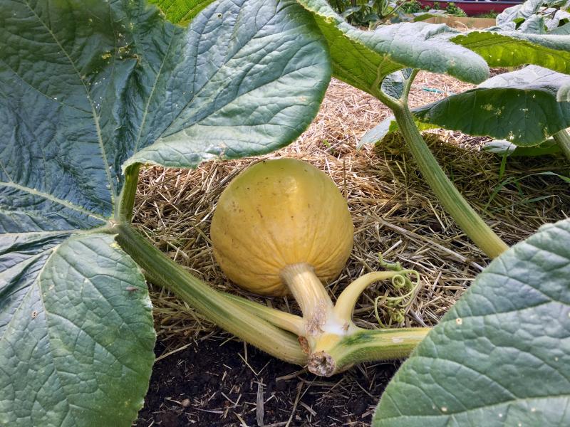 A baby giant pumpkin at Edgecomb Community Church. SUZI THAYER/Boothbay Register