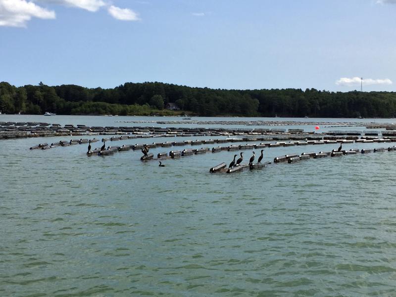 Oyster grow bags with resting cormorants at Mook Oyster Farm's site on the Damariscotta River. SUZI THAYER/Boothbay Register
