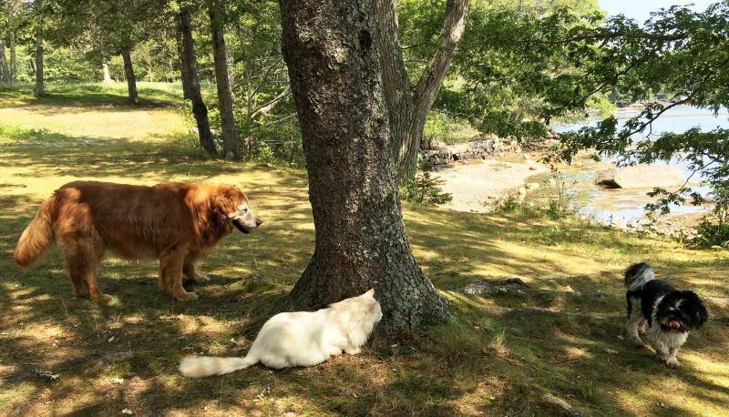 Prosper and Maggie play hide-and-seek with Elliot. SUZI THAYER/Boothbay Register