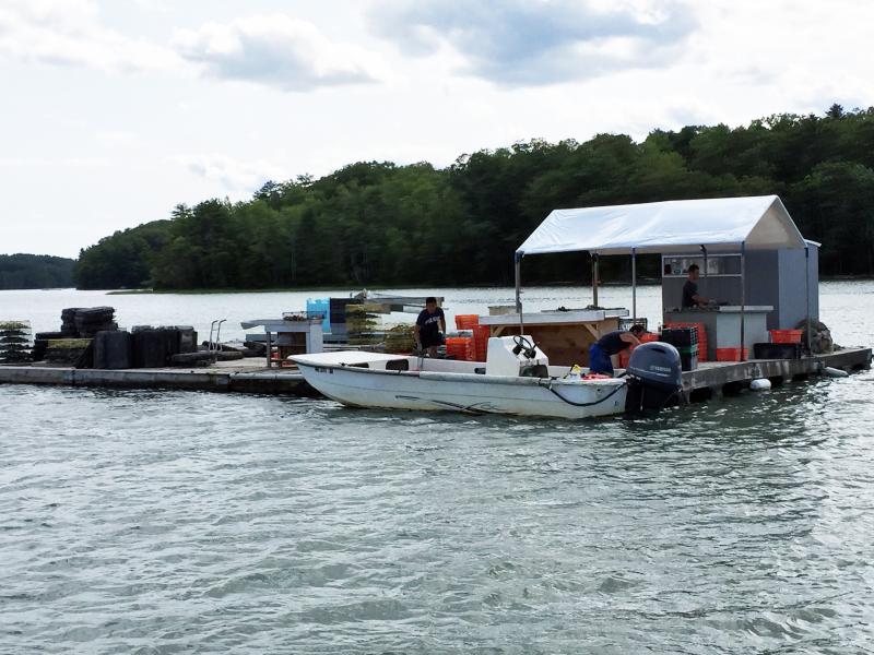 Norumbega Oyster farmers gathering their oysters. SUZI THAYER/Boothbay Register