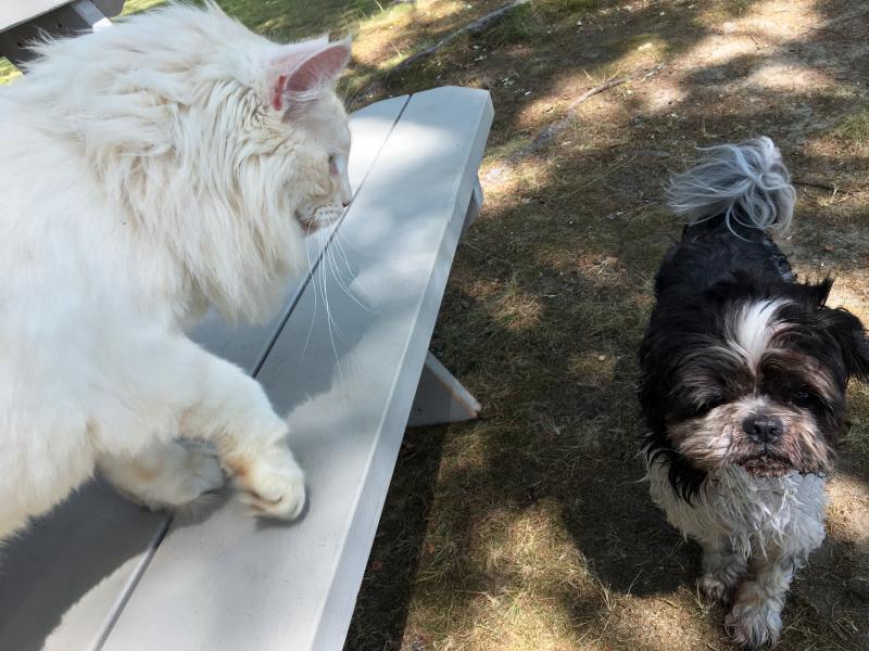Prosper gets ready to pounce, playfully, as Elliot approaches his picnic table. SUZI THAYER/Boothbay Register