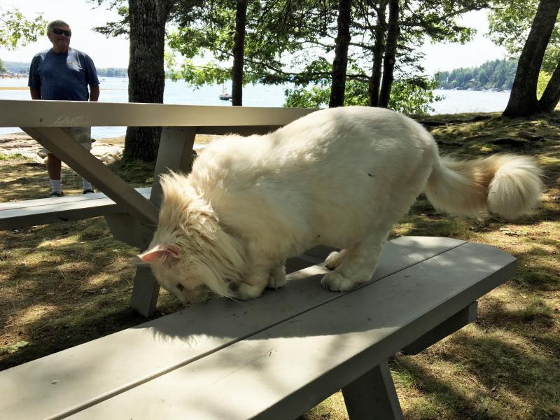Prosper keeps a close eye on Elliot, who is under his picnic table. SUZI THAYER/Boothbay Register