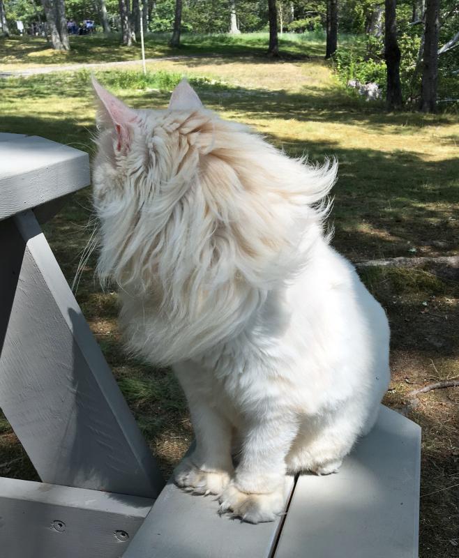 Prosper resembles a lion, especially from the back. SUZI THAYER/Boothbay Register