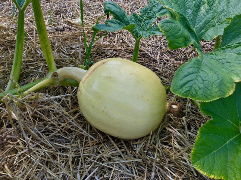 One of two baby giant pumpkins at Edgecomb Community Church. SUZI THAYER/Boothbay Register