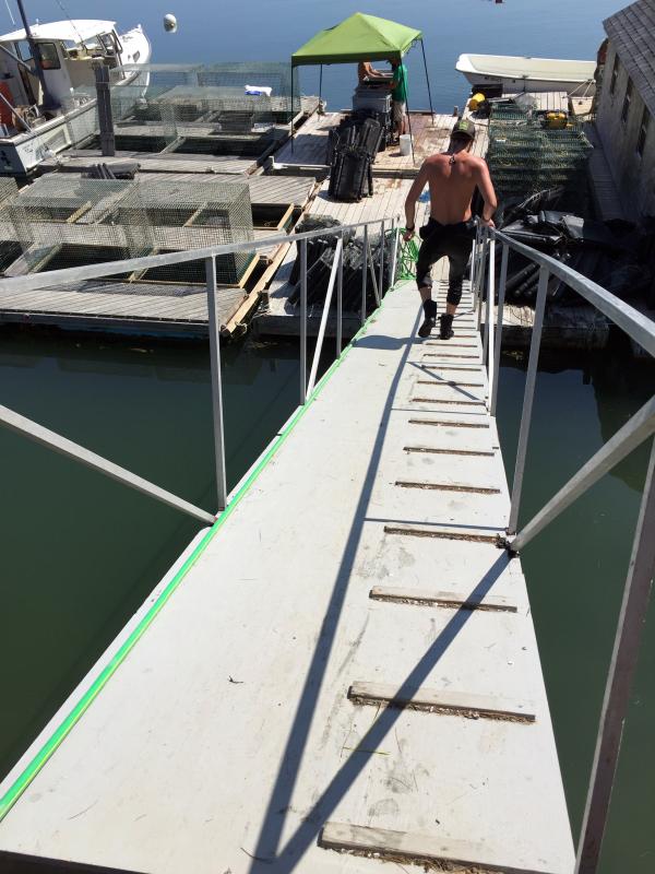 Zak Kuras heads down the ramp at Glidden Point Oyster Farm. SUZI THAYER/Boothbay Register