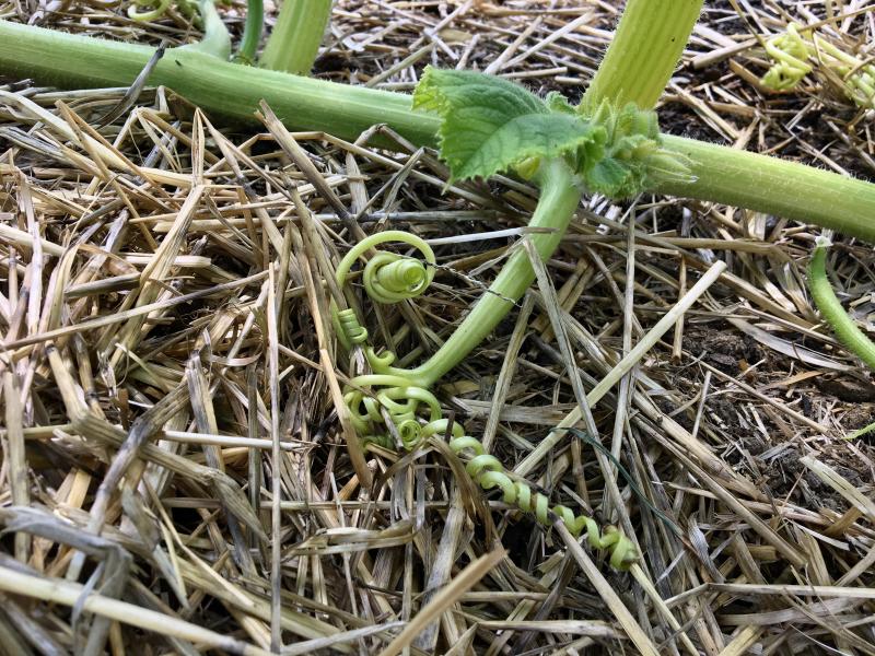 Tendrils from the plants work their way into the fertile soil and carry water to the growing pumpkins. SUZI THAYER/Boothbay Register