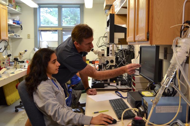 Dr. Joe Thompson and his intern Rashi Anand conducting an experiment on squid muscles at the Darling Marine Center in Walpole. Courtesy of Aliya Uteuova