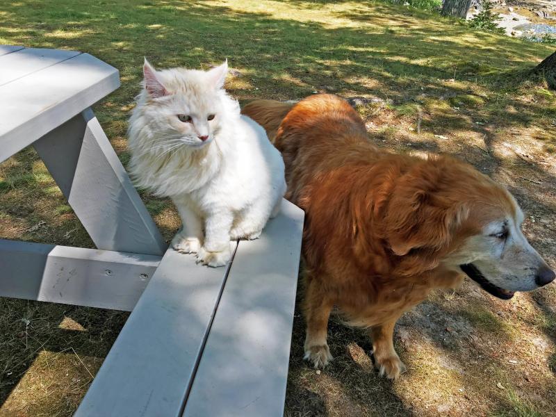 Prosper the cat and his sister, Maggie the golden retriever, enjoy Barrett’s Park on Aug. 11. SUZI THAYER/Boothbay Register