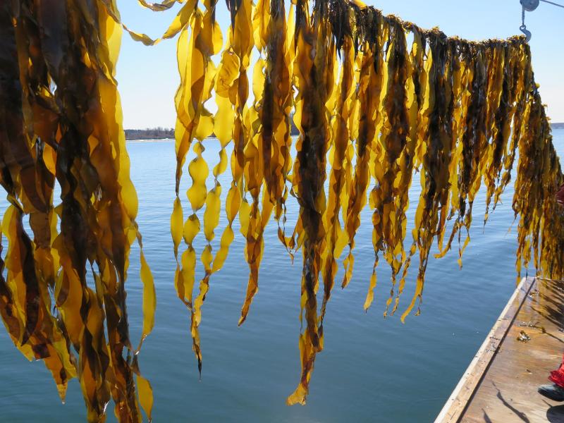 Juvenile sugar kelp hangs near the water on an Ocean Approved farm along the Maine coast. Sugar kelp and other Maine sea vegetables will be the focus of an event series hosted by Bigelow Laboratory for Ocean Sciences and Coastal Maine Botanical Gardens on Oct. 13 and 14. Courtesy of Brittney Honisch, Bigelow Laboratory for Ocean Sciences