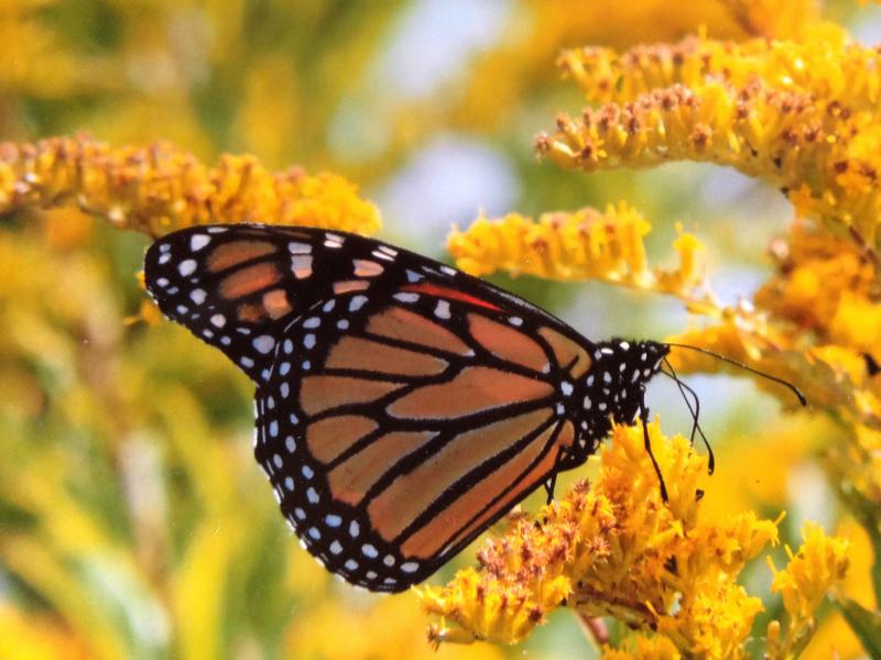 The Connection Between Milkweed and Monarch Butterflies