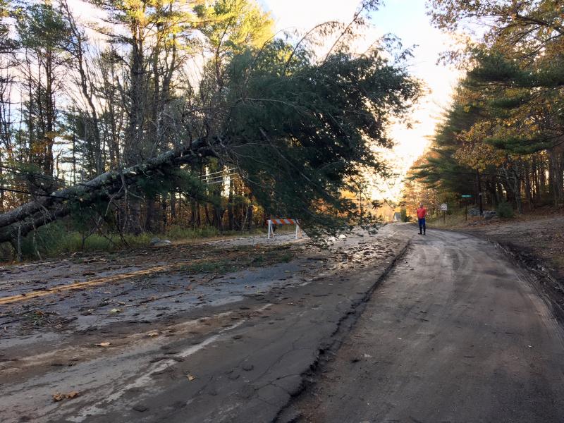 John Hepburn stands in Route 27 in Edgecomb near his home on Sunset Vista Road. The tree fell across the road, coming to rest on the power lines this morning. SUZI THAYER/Boothbay Register