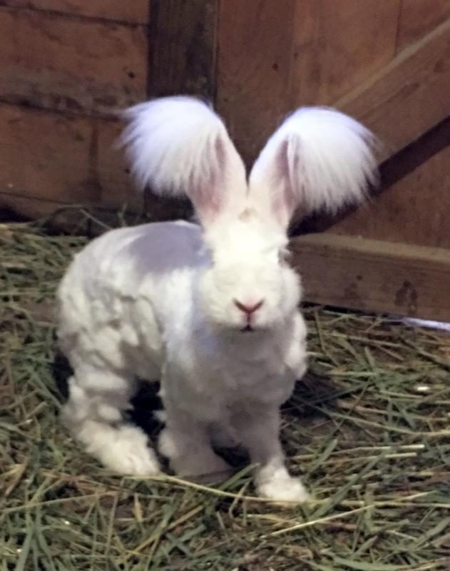 A Growing Rabbit Tree rabbit. Courtesy of Robin Ford
