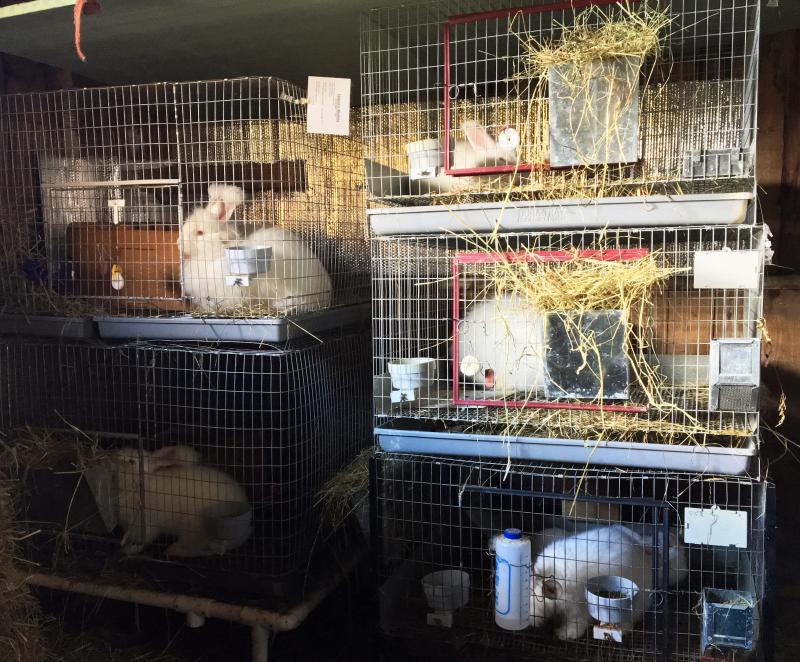 German Angora rabbits in their cages in Newcastle. SUZI THAYER/Boothbay Register