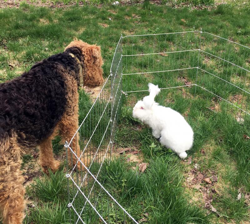 Two friends at Growing Rabbit Tree farm in Newcastle. Courtesy of Robin Ford