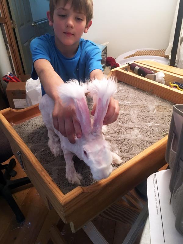 Jeffrey Ford and a newly shorn German Angora rabbit. Courtesy of Robin Ford