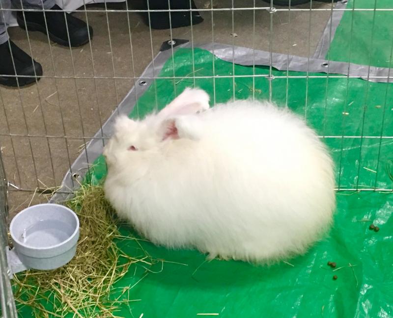 A Growing Rabbit Tree rabbit at the New England Fiber Festival. Courtesy of Robin Ford