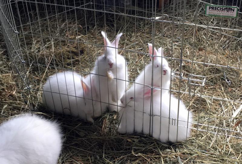 Growing Rabbit Tree baby bunnies. Courtesy of Robin Ford
