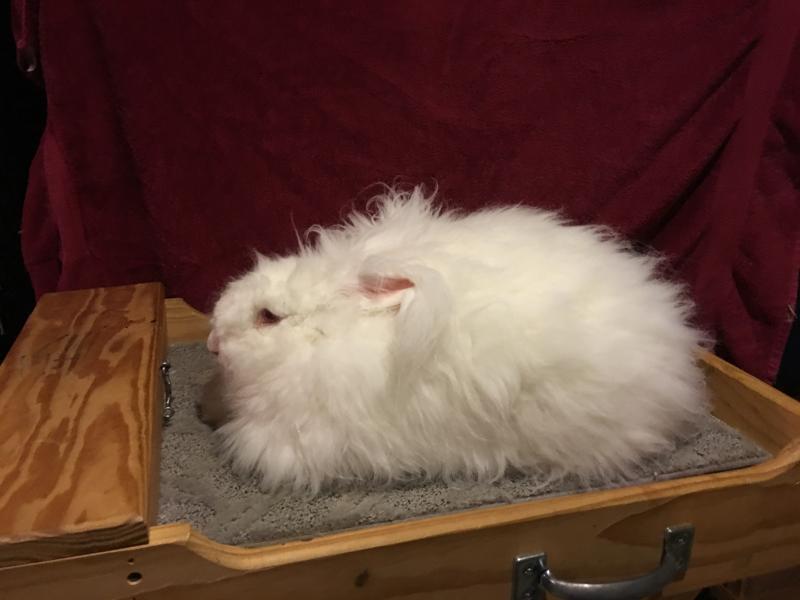 Big shop fluffy rabbit