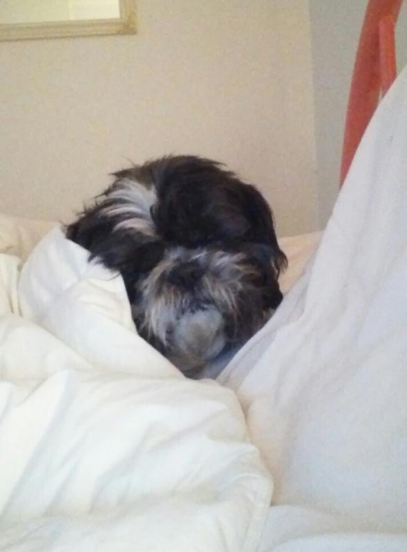 Elliot the little snugglebug. SUZI THAYER/Boothbay Register