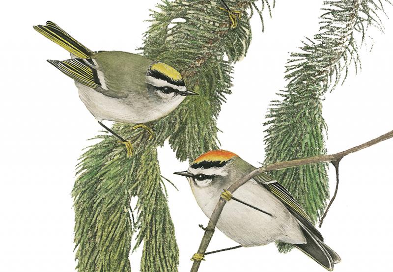 The golden-crowned kinglet is the quintessential “Christmas tree bird” because it spends most of its life within the branches of coniferous trees like balsam fir, spruce, and hemlock. (Golden-crowned kinglet painting by Evan Barbour from the book,”Maine’s Favorite Birds,” by Jeff and Allison Wells, courtesy of the authors) Golden-crowned Kinglets, Jeff and Allison Wells, Maine’s Favorite Birds