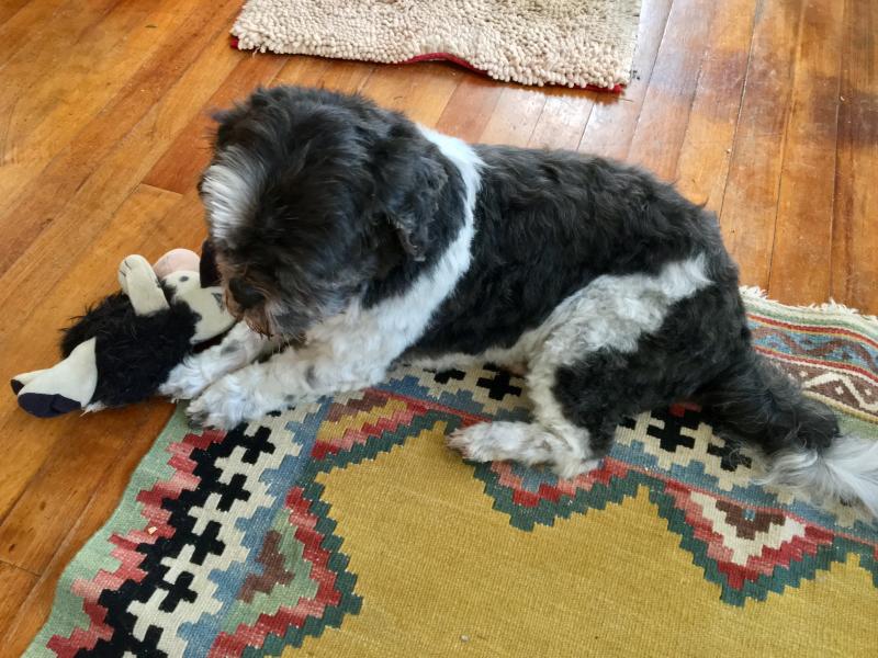 Elliot relaxes in his fluffy, shiny new coat. SUZI THAYER/Boothbay Register