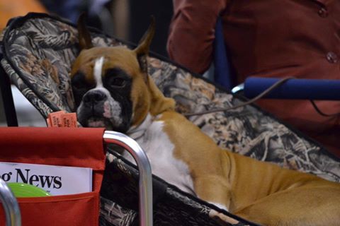 Debbie Gagnon’s dog Elton, one of the reasons she decided to donate pet oxygen mask kits to local first responders. SUZI THAYER/ Boothbay Register