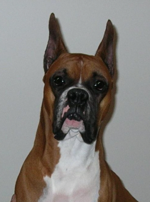 Debbie Gagnon’s dog Elvis, one of the reasons she decided to donate pet oxygen mask kits to local first responders. SUZI THAYER/ Boothbay Register