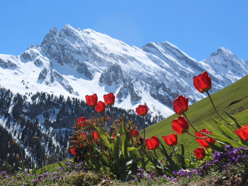 “Gimmelwald, Switzerland.” Timothy Lewis, Boothbay Harbor Timothy Lewis