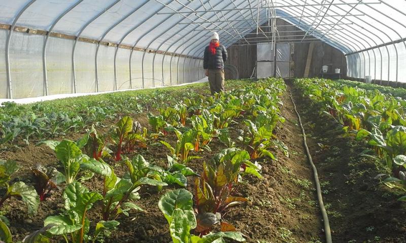 Angie Trombley in one of the greenhouses at Tarbox Farm. Courtesy of Angie Trombley