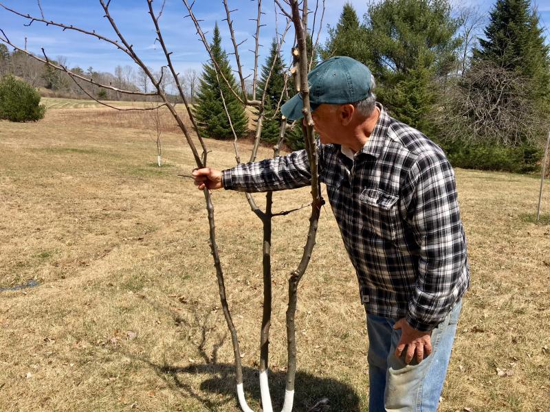 Ron Ross checks one of his newly grafted apple trees. SUZI THAYER/Boothbay Register
