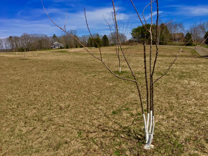 A newly grafted heritage apple tree. SUZI THAYER/Boothbay Register