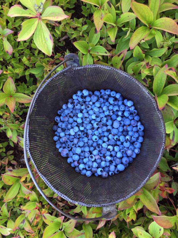Fresh-picked wild Maine blueberries. SUZI THAYER/Boothbay Register
