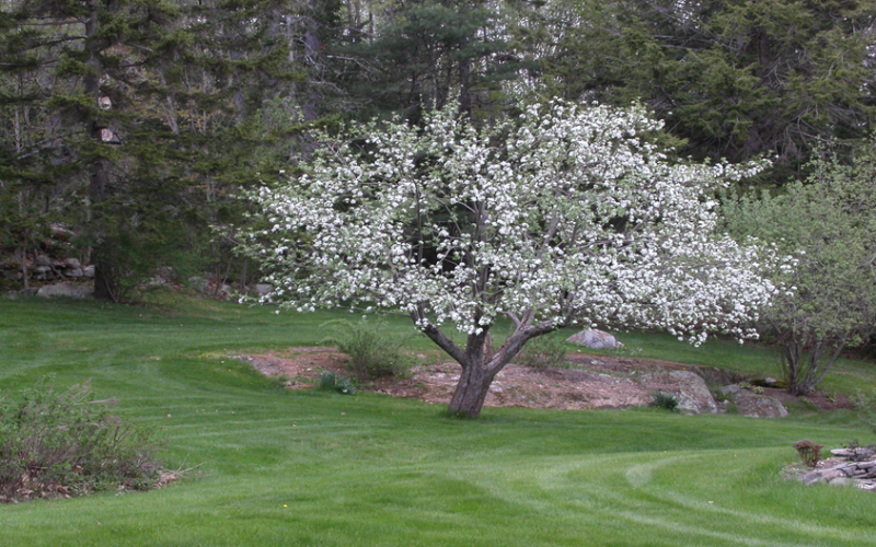 A summer Mac tree in full bloom. Courtesy of Ron Ross
